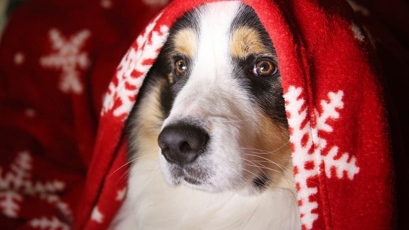 Navidad para perros: conocé los programas especiales antipirotecnia