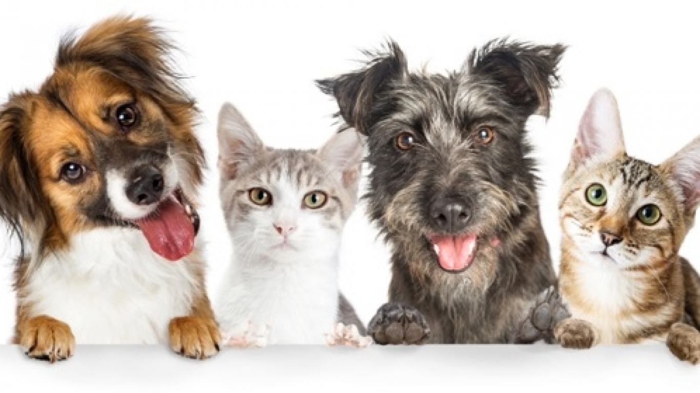 Estas son las mascotas ideales según tu signo