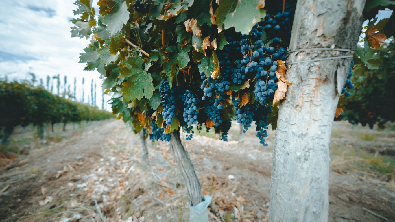 ¿Sabías que el vino no tiene color? 