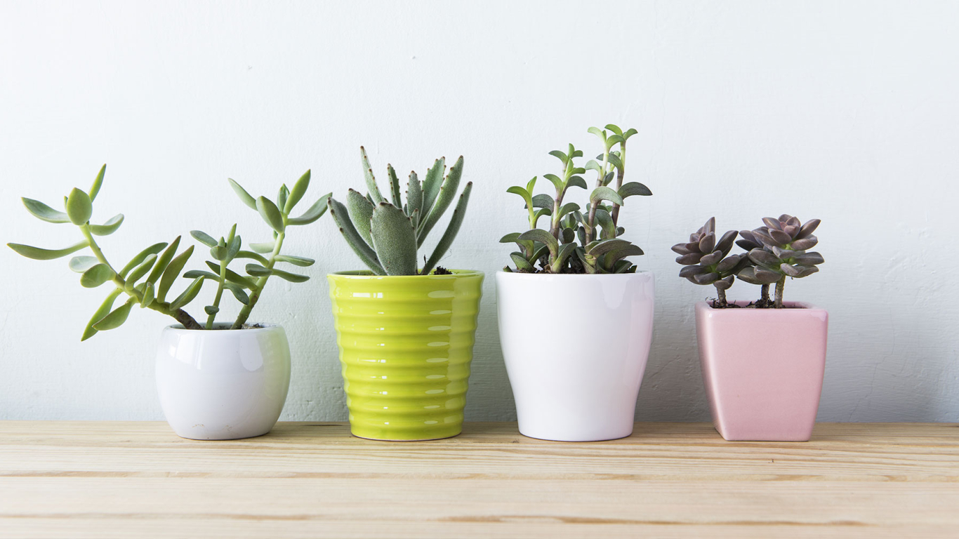 Feng shui : estas son las 5 plantas que no deberías tener en tu casa